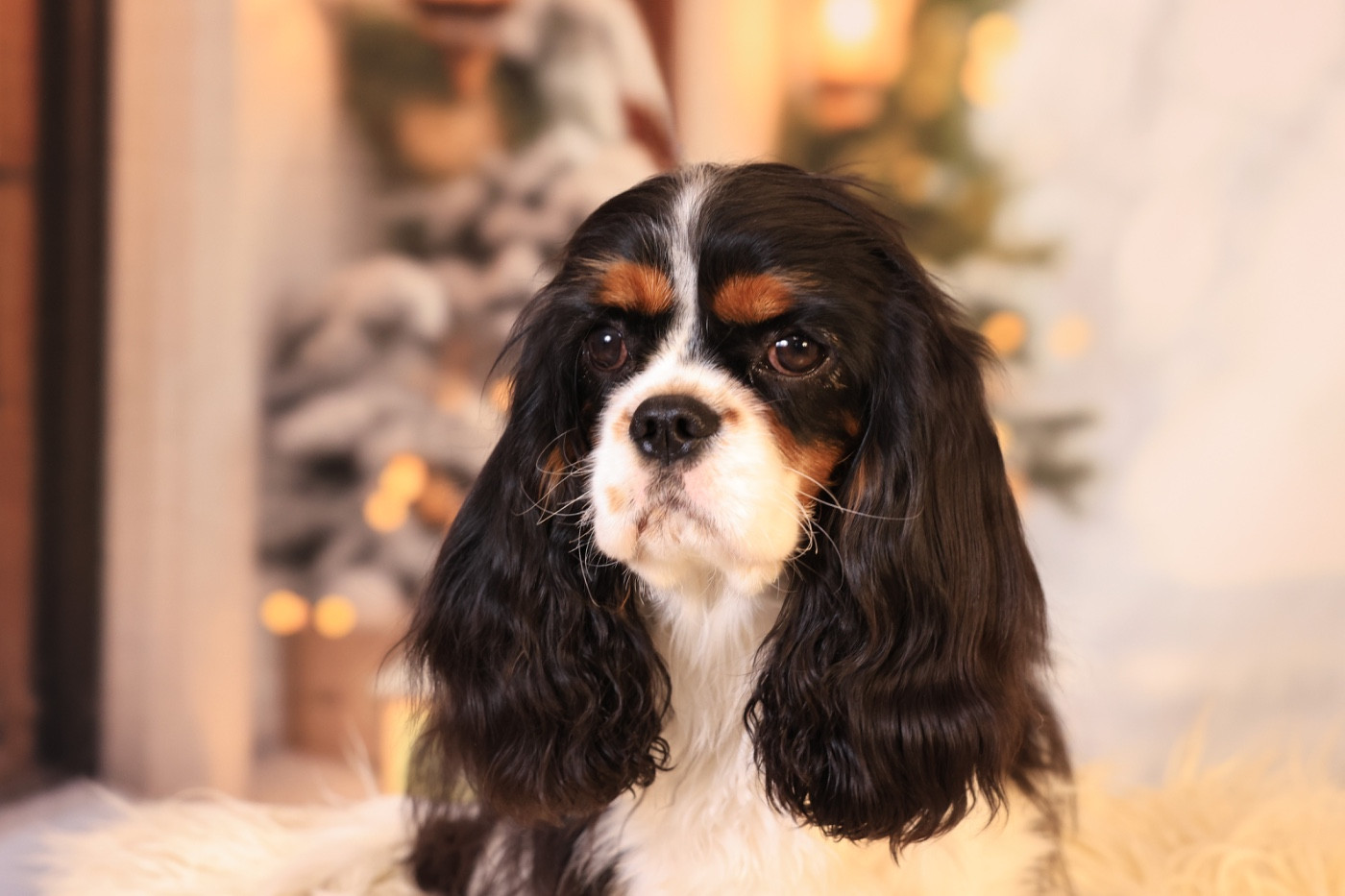 A star is born Style Organdi